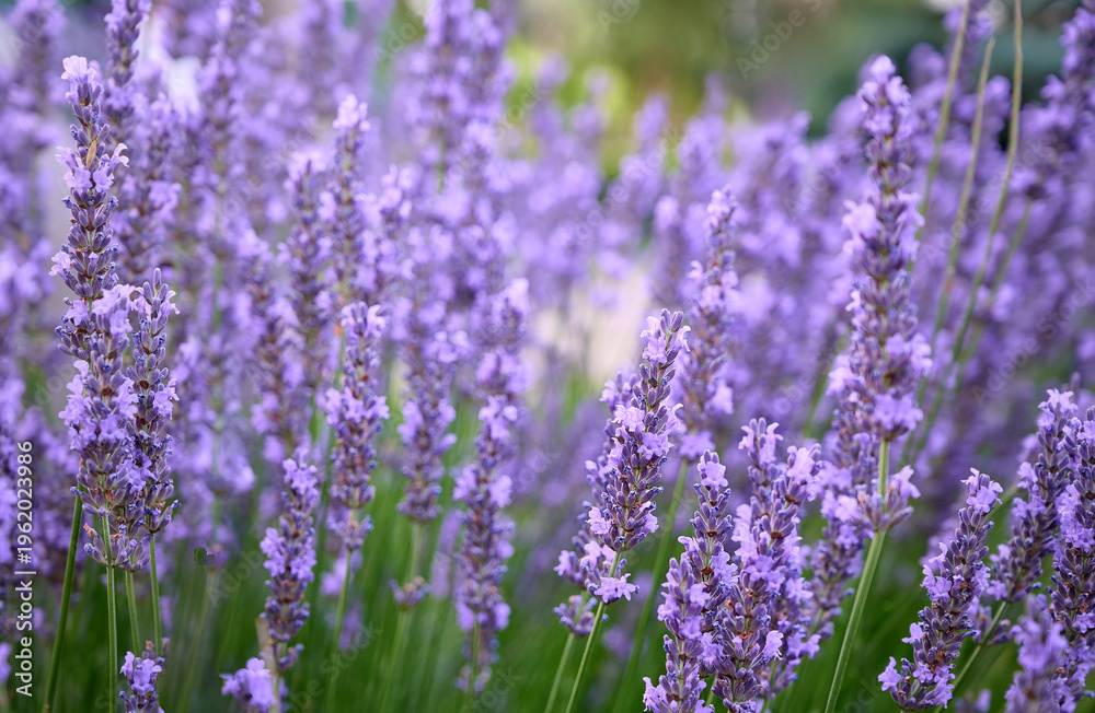 Fototapeta premium Lavender flowers in flower garden.