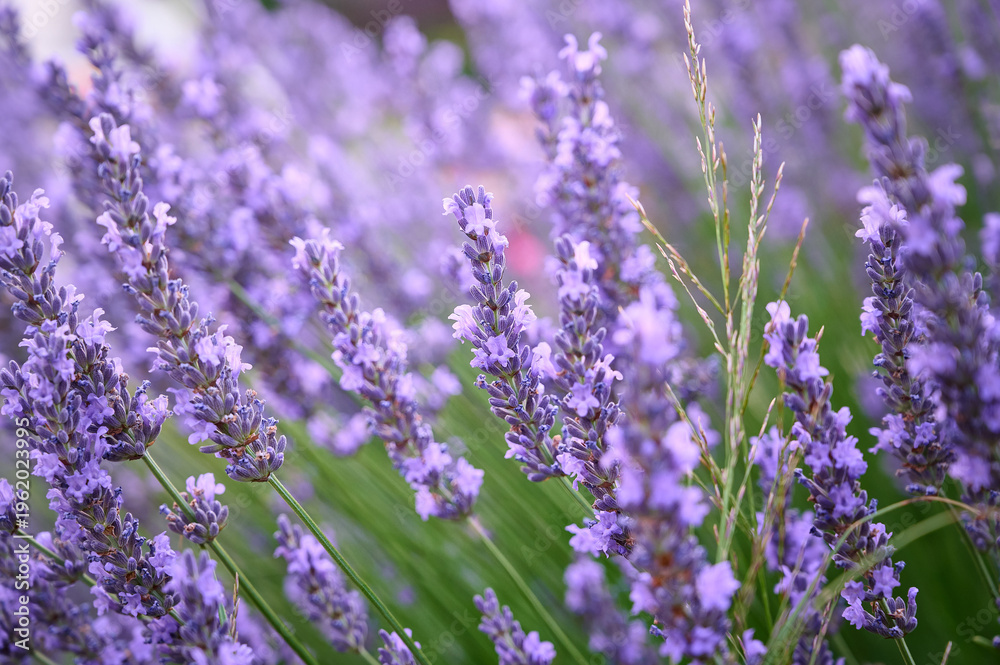 Fototapeta premium Lavender flowers in flower garden.