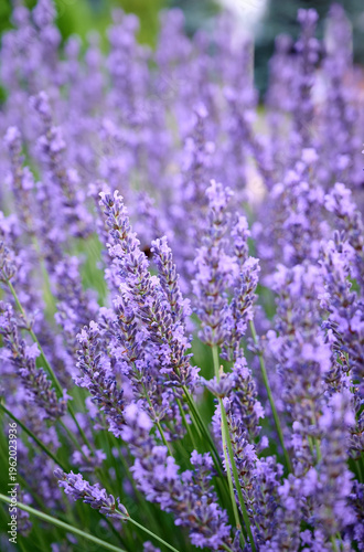 Lavender flowers in flower garden.