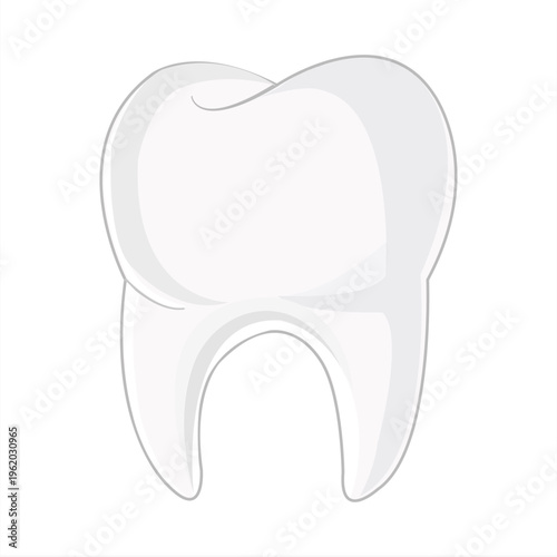 Vector illustration of human tooth anatomy with enamel, dentin, and pulp in clean minimal style. Perfect for dental, medical, and design themes.
