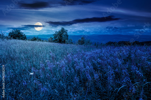 landscape with high grass and blooming pink flowers on top of a mountain at night. full moon over willow herb on alpine meadow. trees near the edge of high mountain. mysterious alpine environment