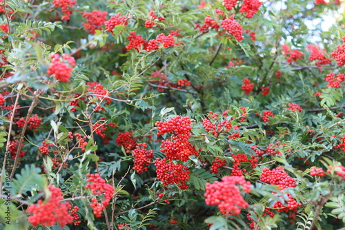 Rowan tree covered in masses of red berries