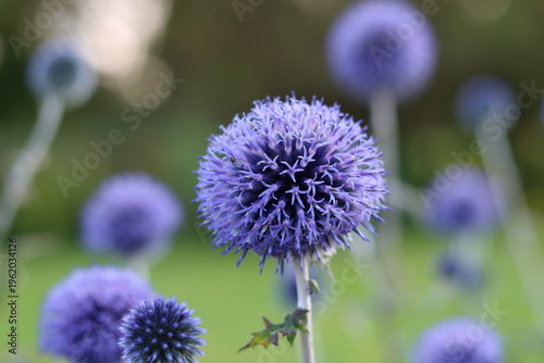Принти на полотні Blue globe thistles or echinops in a garden