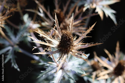 Photography Blue thistles or eryngium in a garden in summer