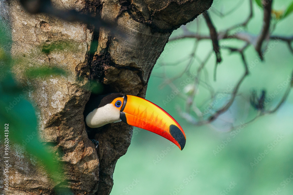 Obraz premium Toco toucan (Ramphastos toco)