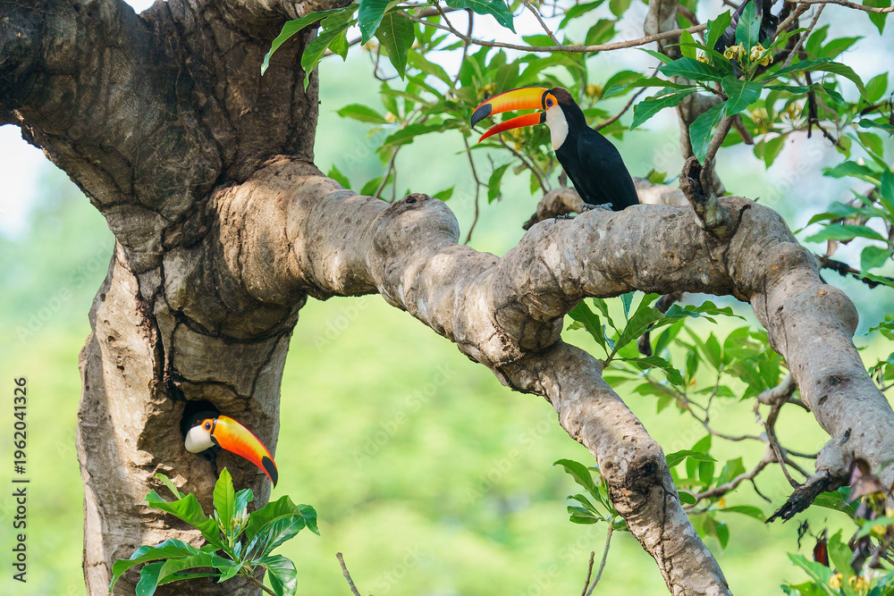 Obraz premium Toco toucan (Ramphastos toco)