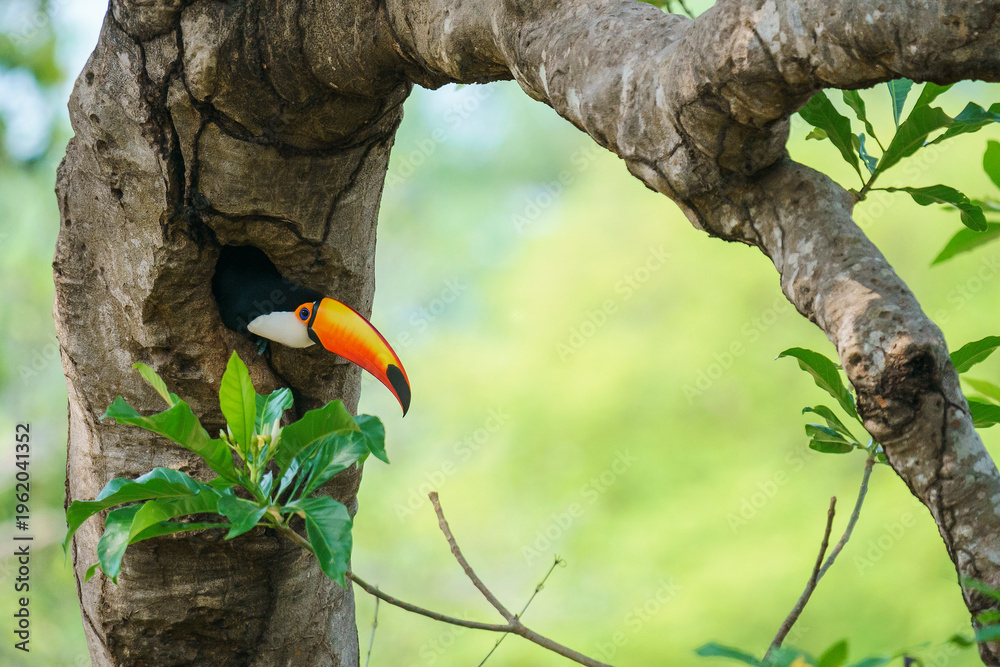 Naklejka premium Toco toucan (Ramphastos toco)