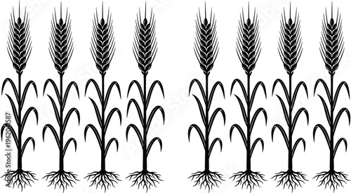 Black and white vector illustration of wheat stalks with roots and leaves for agriculture farming food industry and bakery branding