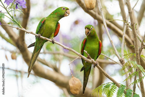 White-eyed parakeet (Psittacara leucophthalmus)