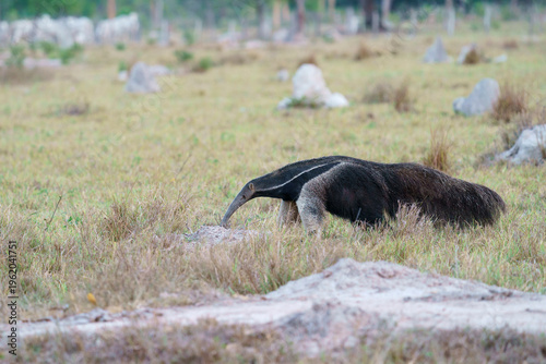 Giant anteater (Myrmecophaga tridactyla)
