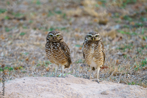 Burrowing Owl (Athene cunicularia)