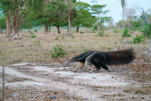 Giant anteater (Myrmecophaga tridactyla)