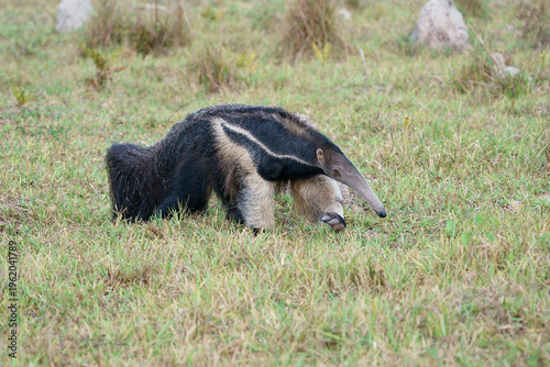 Giant anteater (Myrmecophaga tridactyla)
