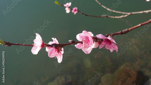 Foto Fleurs de pêcher roses au printemps, éclairées par une lumière douce, flottant paisiblement sur l'eau bleue, avec un arrière-plan urbain flou et une impressionnisme