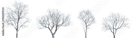 Set of winter Melia azedarach (the chinaberry tree, syringa berrytree, Persian lilac, white cedar) frontal set street trees isolated png in sunny daylight on a transparent background perfectly cutout