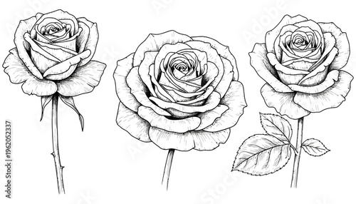 Three detailed pen and ink illustrations of classic roses in various stages of bloom showcasing delicate petals and thorny stems against a white backdrop flower floral blossom