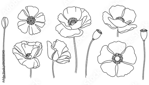 Collection of delicate line art drawings featuring blooming poppy flowers buds and seed pods in various stages of development nature outline illustration botanical floral