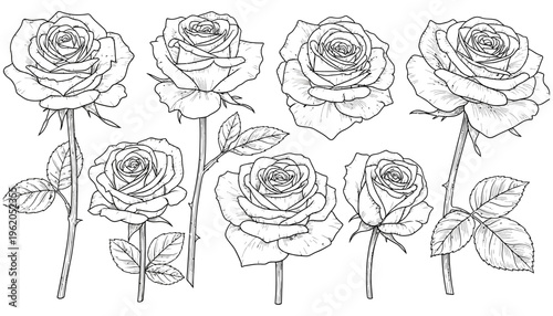 A collection of line art roses with stems and leaves displayed in a scattered arrangement showcasing intricate petal details flower floral drawing illustration botanical nature