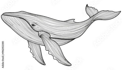 Detailed line art illustration of a majestic blue whale with flowing curves and intricate linework shown in profile swimming marine life ocean sea animal wildlife nature drawing