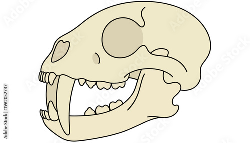 A stylized illustration of a saber toothed cat skull showcases its prominent canine teeth and skeletal structure in a simple clean design animal skull prehistoric animal mammal skeleton