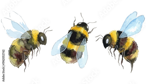 Three fluffy bumblebees rendered in watercolor style with visible stripes and delicate transparent wings in flight insect fly flying nature animal striped macro wild wildlife