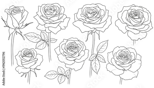 A collection of elegant line art illustrations depicting various rose blossoms and leaves presented in a clean artistic sketch style flowers floral botanical bloom petal leaf
