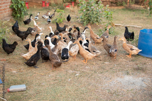Photography A lively group of ducks in mixed colors gathers in a backyard, creating a vibrant and peaceful rural scene