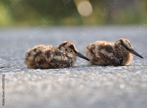 Cuadro en lienzo Young  Eurasian Woodcocks on asphalt road