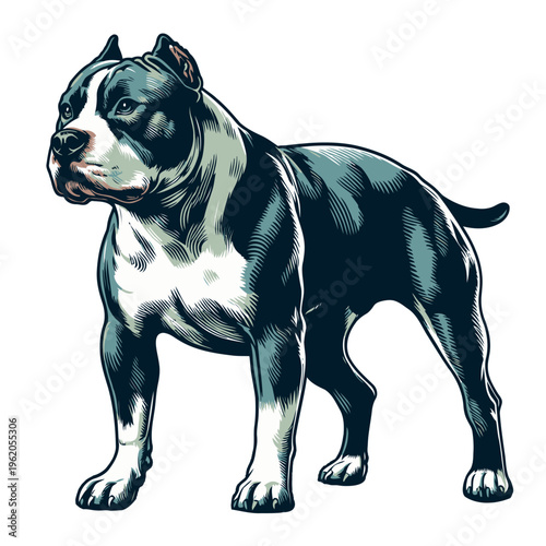 American pitbul terrier vector and illustration.