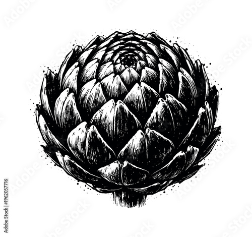 Whole artichoke viewed from slightly above with layered leaves tightly packed and spiraling outward, enlarged to fill most of the composition and isolated on a