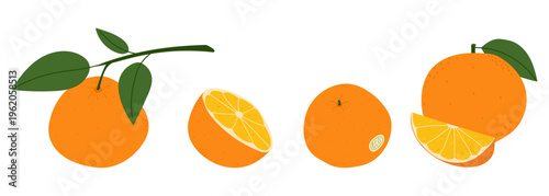 Collection of fresh organic oranges with fruit with ECO label, long branch, whole oranges and juicy slices for eco branding. Flat vector illustration, isolated on white background.