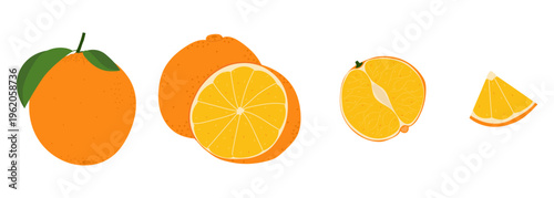 Collection of citrus fruit elements showing whole orange with leaves, cut in half, detailed cross section of segment and small triangular slice. Set of ripe citrus fruits for juices, healthy eating 