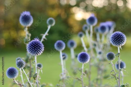 Fotografie Blue globe thistles or echinops in a garden