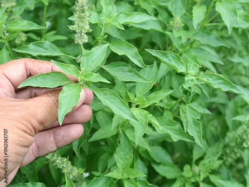Quadro su tela Hand holding fresh lemon basil plant in the garden