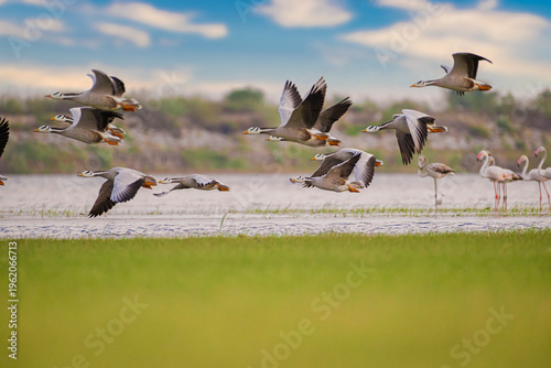 Bar-headed goose (Anser indicus) Koonthankulam, India