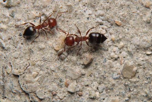 Black carpenter ant macro photo	