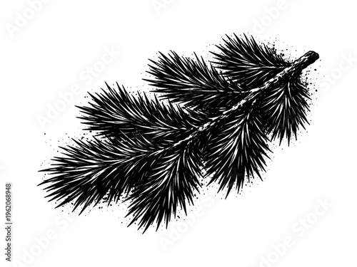 A detailed pine branch with dense needle clusters shown in three-quarter perspective, angled diagonally so the layered needles spread outward and fill most of