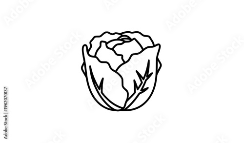 Lettuce head line icon salad vegetable vector illustration