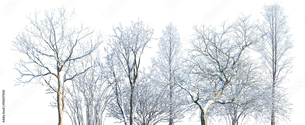 Obraz premium Set of winter trees and shrubs frontal set street isolated png in sunny daylight on a transparent background perfectly cutout