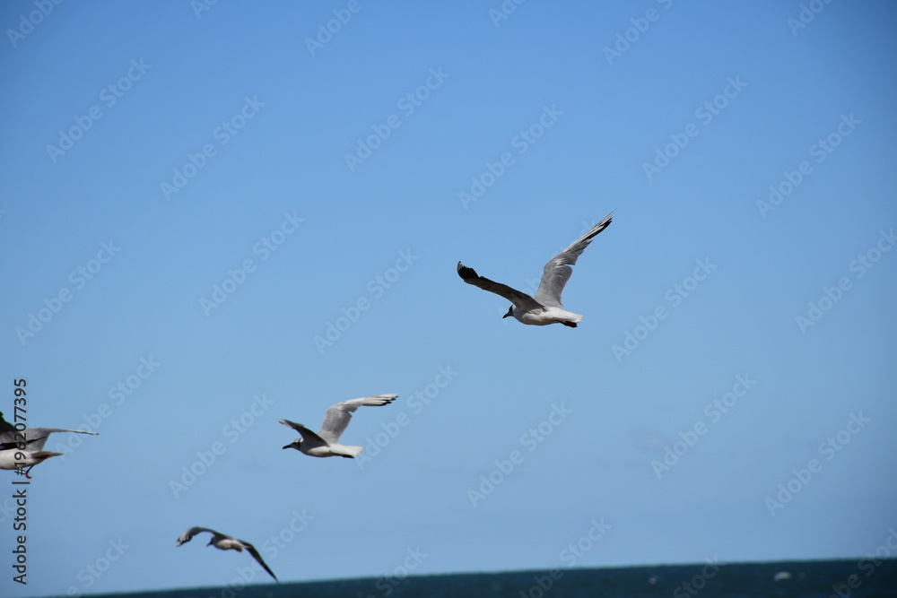 Fototapeta premium birds in flight