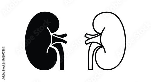 Diagram of human kidneys one solid one outlined for clarity