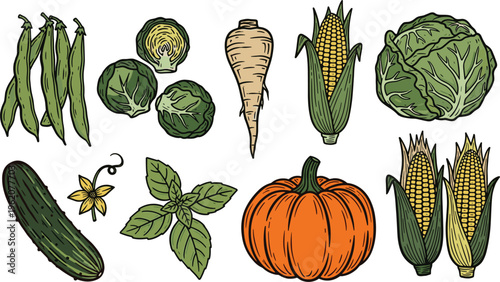 Vintage organic vegetable vector set. Hand-drawn engraving style icons of pumpkin, corn, cabbage, Brussels sprouts, cucumber, and parsnip for rustic food branding.