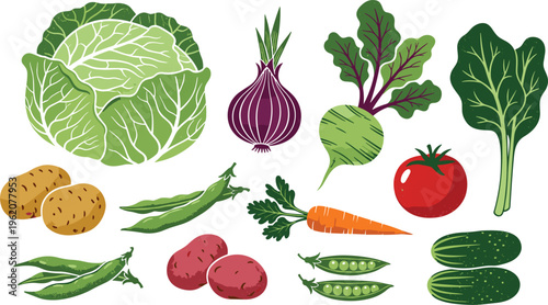 Rustic organic vegetable vector set. Textured illustrations of cabbage, red onion, kohlrabi, carrot, tomatoes, potatoes, and pea pods for farm-to-table food design.