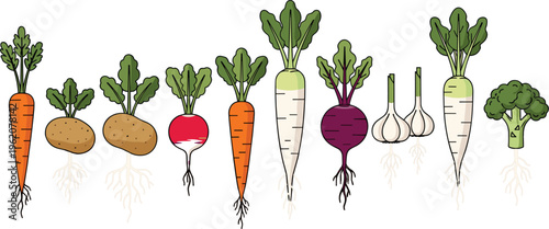 Organic root vegetable vector border. Flat icons of carrots, potatoes, radish, daikon, beetroot, garlic, and broccoli with root systems for gardening design.