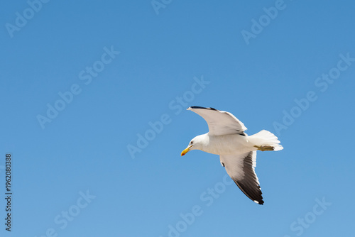 A seagull flies in a clear blue sky. The image emphasizes lightness, freedom, and continuous movement. The minimalist framing highlights the act of flying.