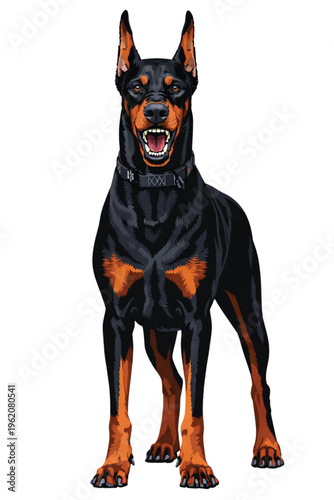 A cute young Doberman Pinscher puppy with black and tan fur sitting in a domestic canine portrait isolated on a white background