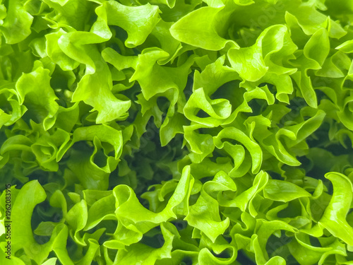 Banner with texture of organic healthy green lettuce plants. Local vegetable planting farm. Fresh Green Curly iceberg salad leaves growing texture. Natural vegetable garden background