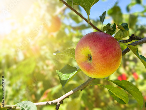 Red Apple on tree in garden in Natural Sunny day background, Red Apple Hanging on tree. organic autumn harvest for fruit farming and agricultural promotion with soft bokeh background