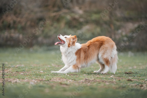 Fotografie Border Collie Standing Alert in Field After Playing: Border Collie looking to the side, attentive and ready to continue play