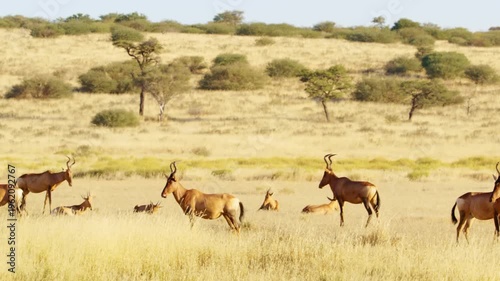 Red hartebeest ) or Cape hartebeest (Alcelaphus buselaphus caama) herd grazing in grasslands at Mountain Zebra National Park, Eastern Cape, South Africa.